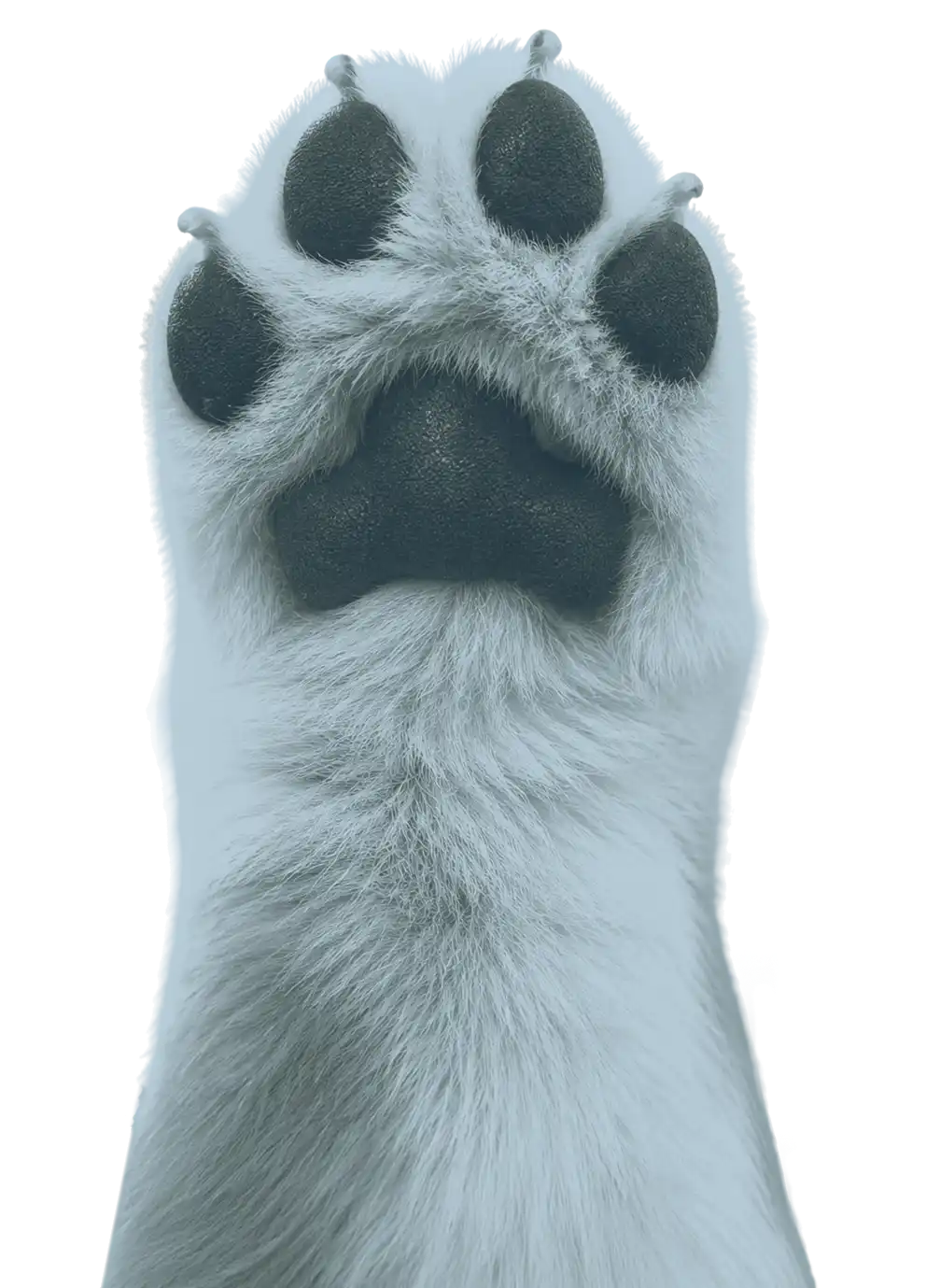 Huella de una mascota